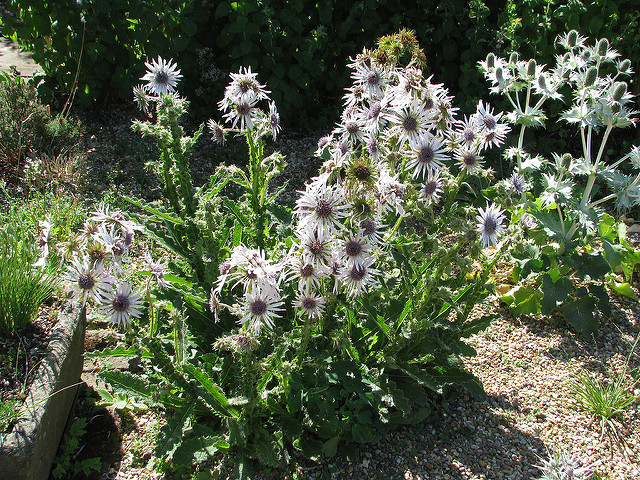 Berkheya purpurea (Berkheya purpurea)