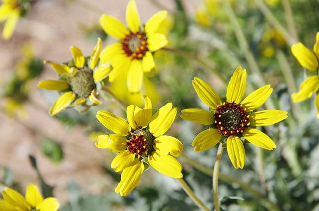 Berlandiera betonicifolia (Berlandiera betonicifolia)