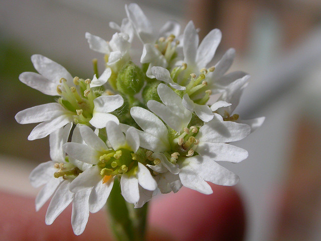 Alysson blanc (Berteroa incana)