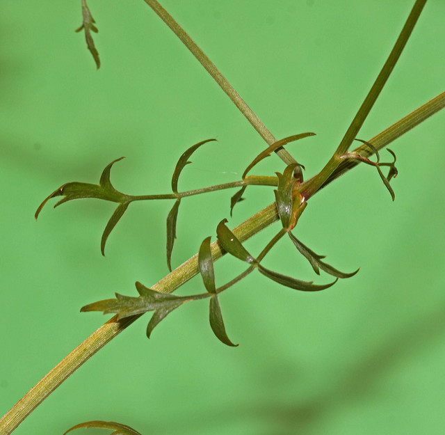 Berle dressée (Berula erecta)