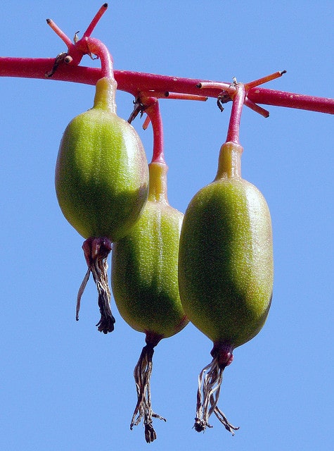Beschorneria albiflora