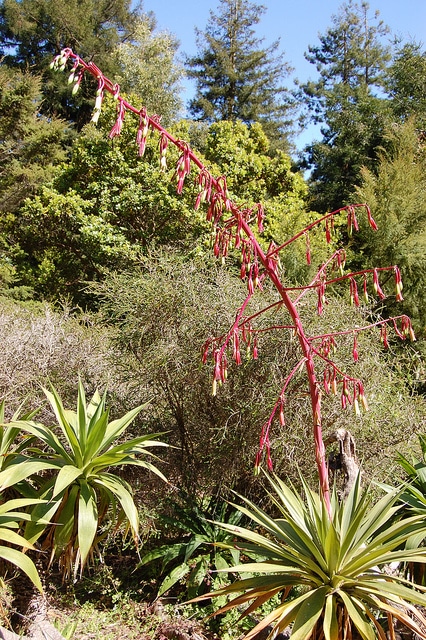 Beschorneria albiflora