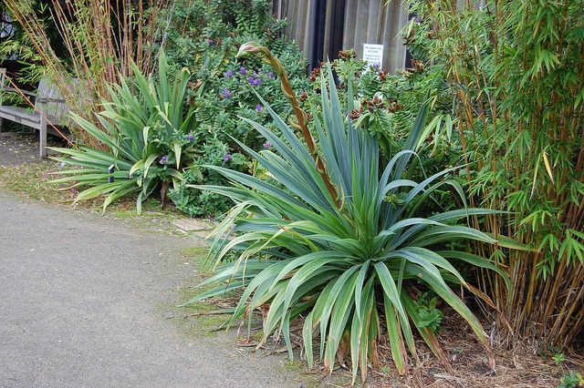Beschorneria albiflora