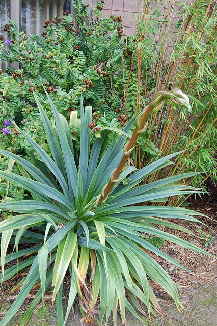 Beschorneria albiflora