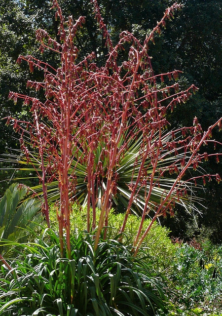 Beschorneria rigida