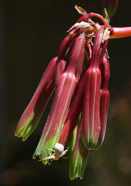 Beschorneria rigida