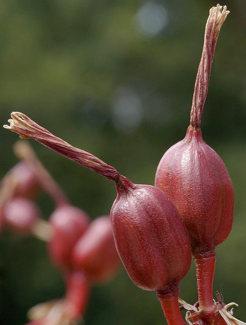 Beschorneria rigida