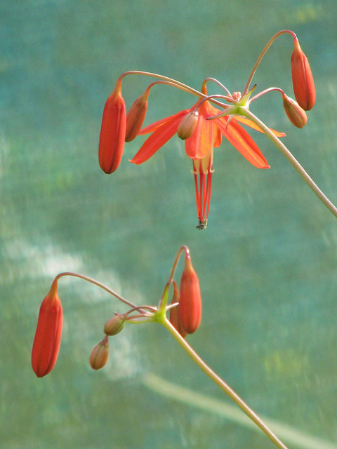 Goutte de corail