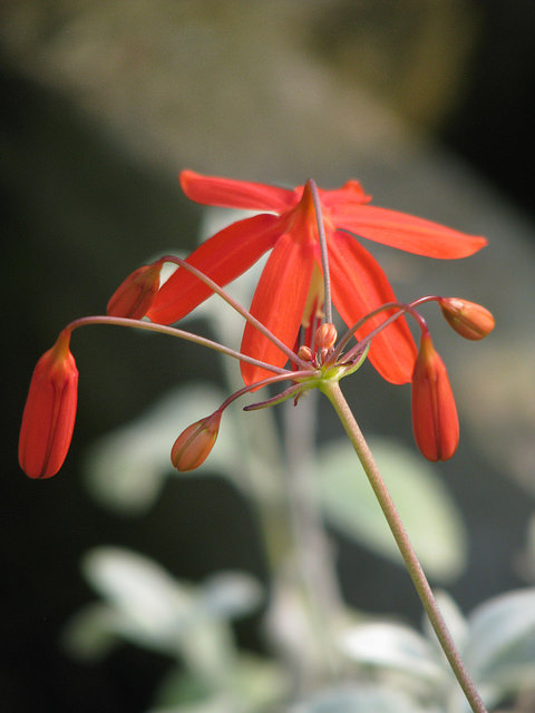 Goutte de corail