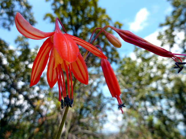 Goutte de corail
