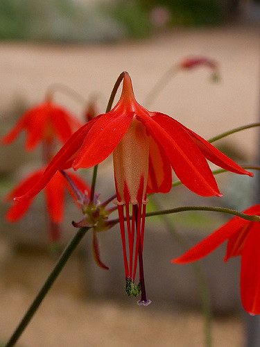 Goutte de corail