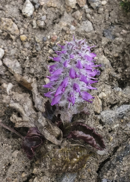 Besseya alpina