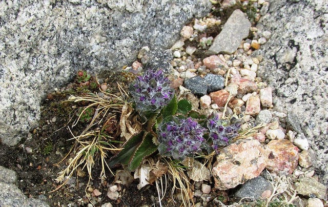 Besseya alpina (Besseya alpina)
