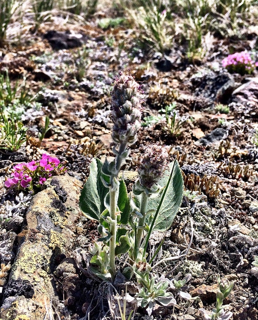 Besseya wyomingensis (Besseya wyomingensis)