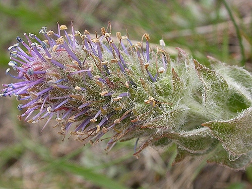 Besseya wyomingensis