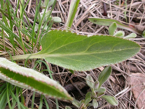 Besseya wyomingensis