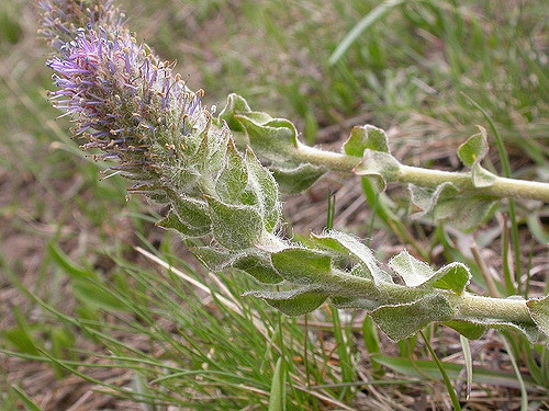 Besseya wyomingensis