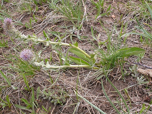 Besseya wyomingensis