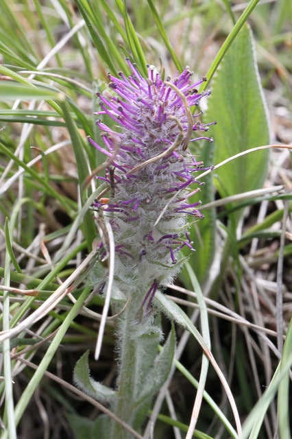 Besseya wyomingensis