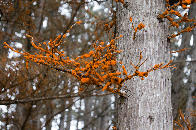 Betterave à gros fruits (Beta macrocarpa)