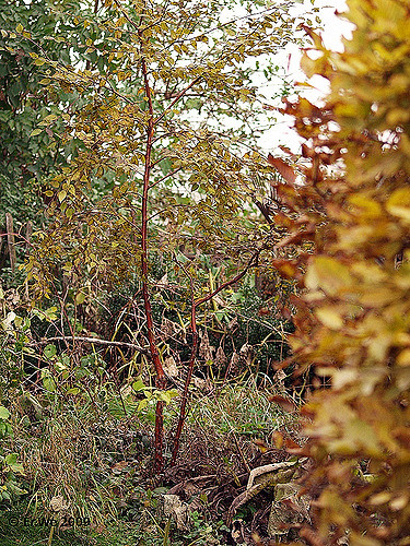 Bouleau de chine (Betula albosinensis)