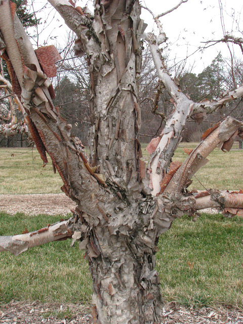 Bouleau costata (Betula costata)