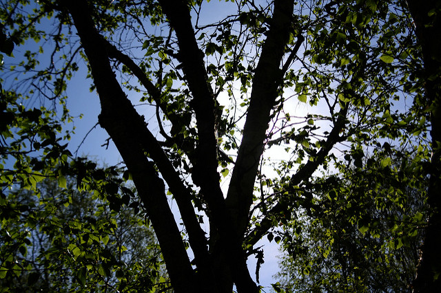Betula ermanii (Betula ermanii)