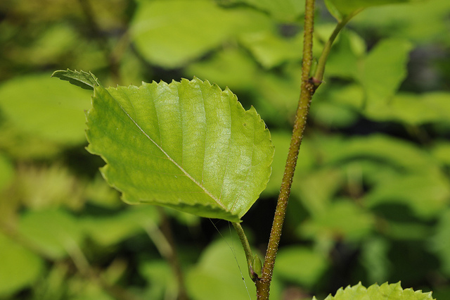 Betula ermanii