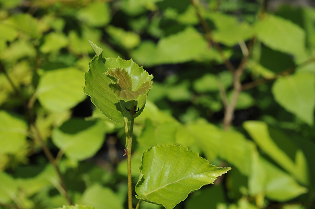 Betula ermanii