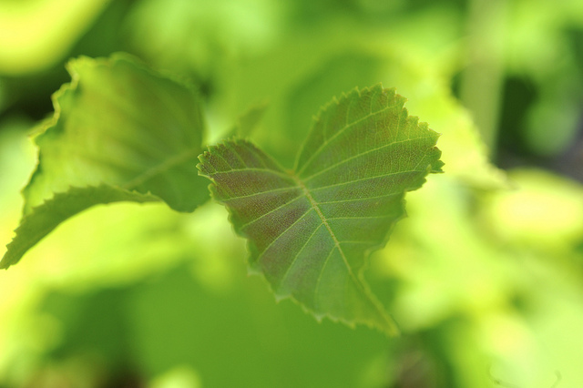 Betula ermanii