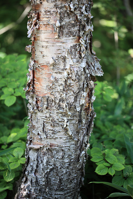 Betula ermanii