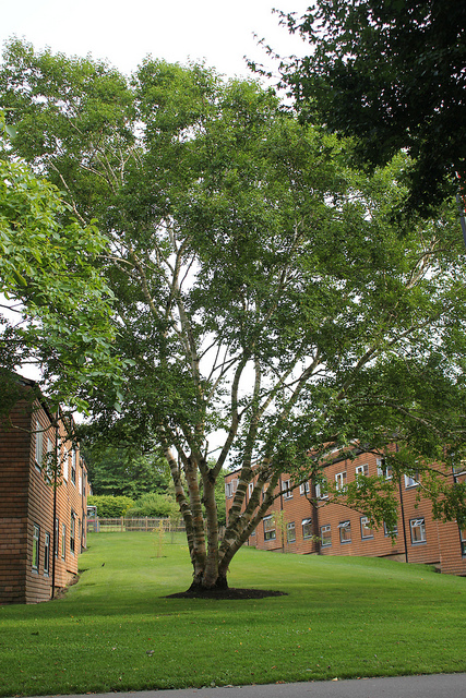 Betula ermanii