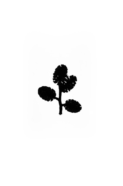 Bouleau glanduleux