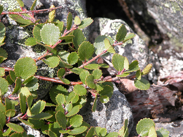 Bouleau glanduleux (Betula glandulosa)