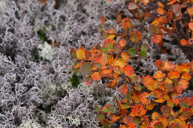 Bouleau nain (Betula nana)