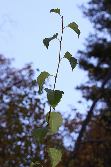 Bouleau fontinal