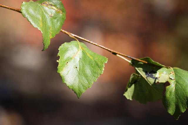 Bouleau fontinal (Betula occidentalis)