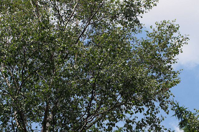 Betula platyphylla