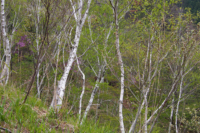 Betula platyphylla