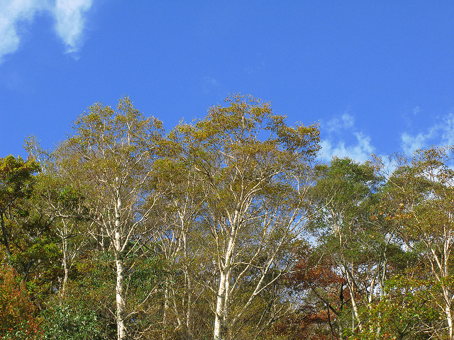 Betula platyphylla