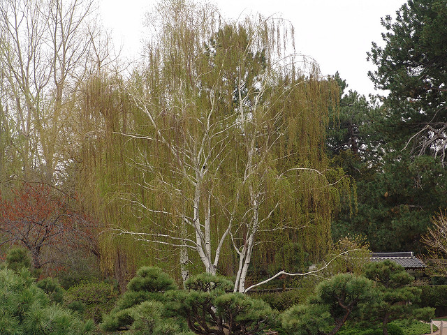 Betula platyphylla