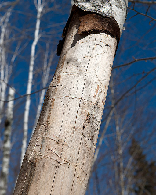 Bouleau gris (Betula populifolia)