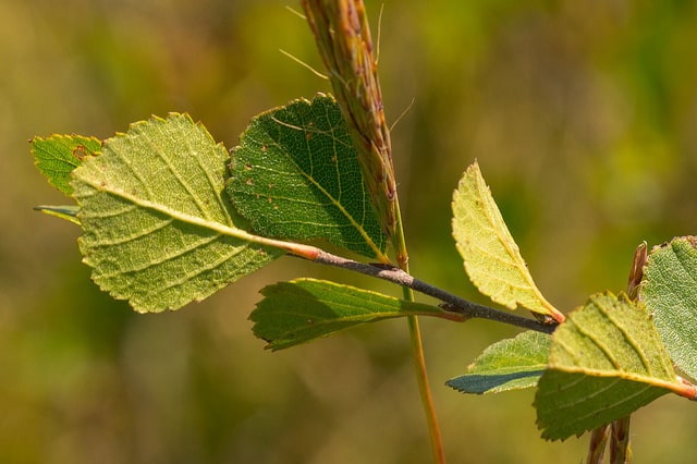 Betula pumila