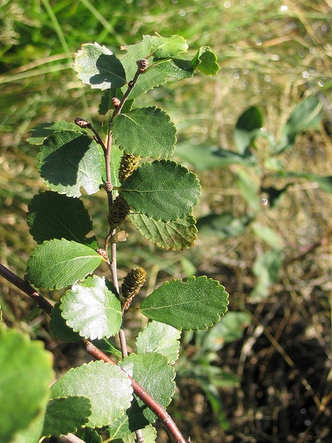 Betula pumila