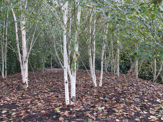 Betula utilis (Betula utilis)
