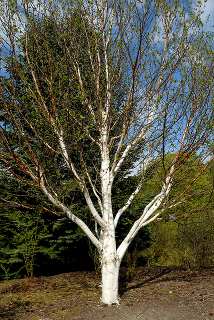 Betula utilis