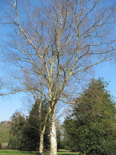 Betula utilis
