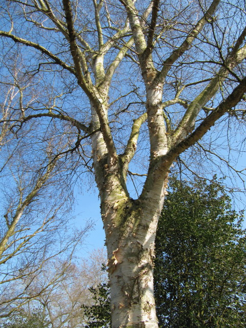 Betula utilis