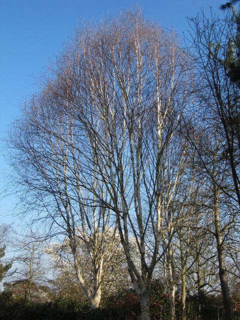 Betula utilis