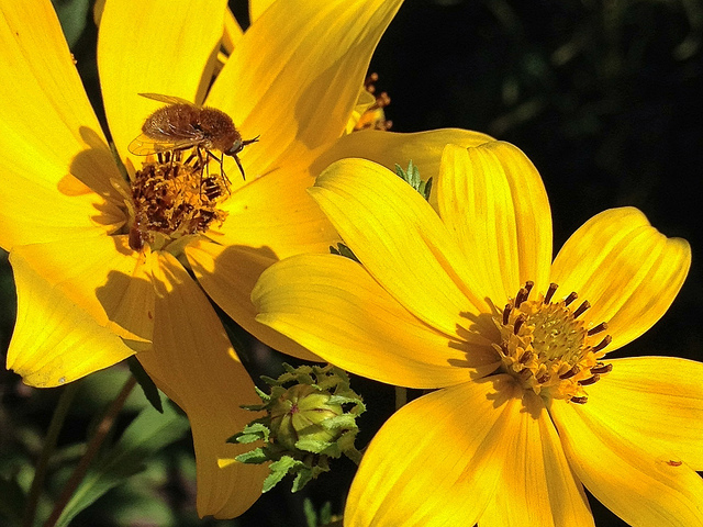 Bident (Bidens aristosa)
